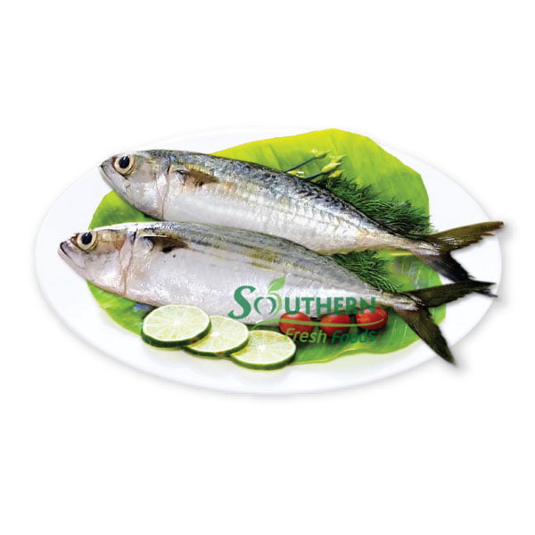 Frozen Indian Mackerel WR (Wild Caught) SOUTHERN FRESH FOODS CO., LTD