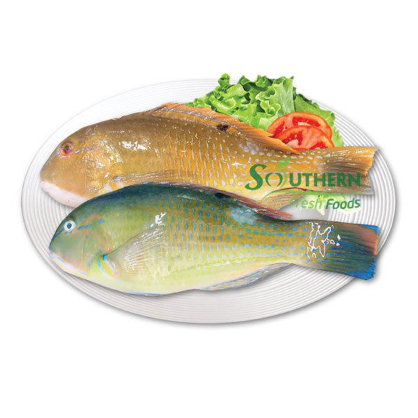 Frozen Parrot Fish WR (Wild Caught) SOUTHERN FRESH FOODS CO., LTD
