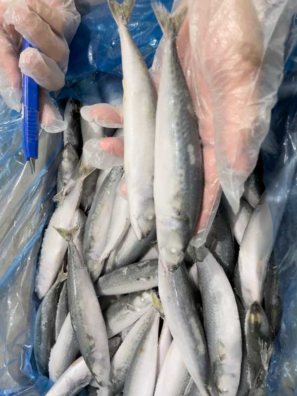 Cá nục xuất khẩu từ Việt Nam