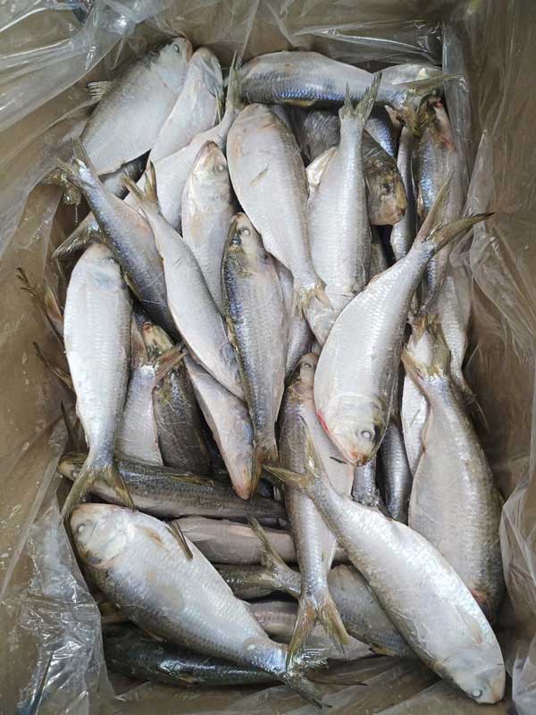 Cá mòi Sardinella lemuru / gibbosa / fimbriata