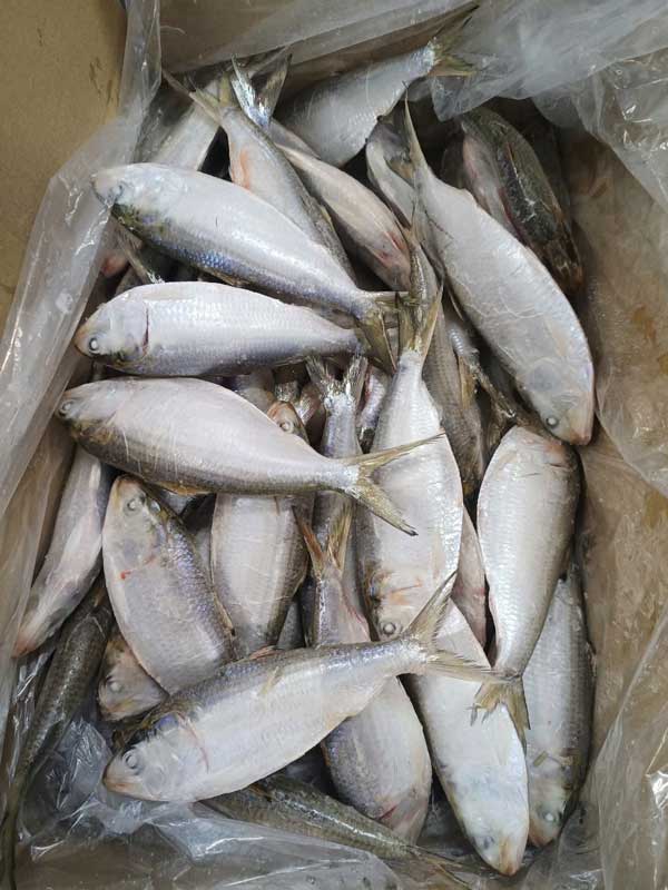 Cá mòi Sardinella lemuru / gibbosa / fimbriata 2