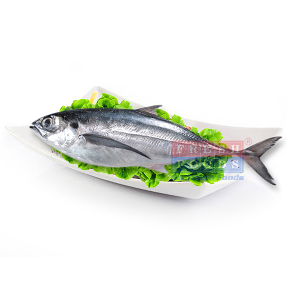 Horse Mackerel