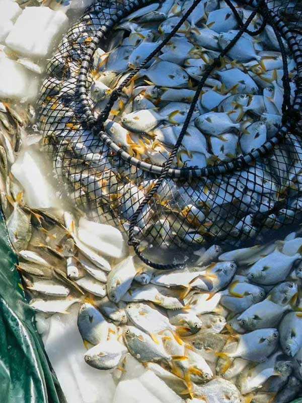 Cá chim đen xuất khẩu Việt Nam